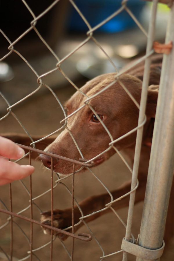Pet Adoption: Erath County Humane Society